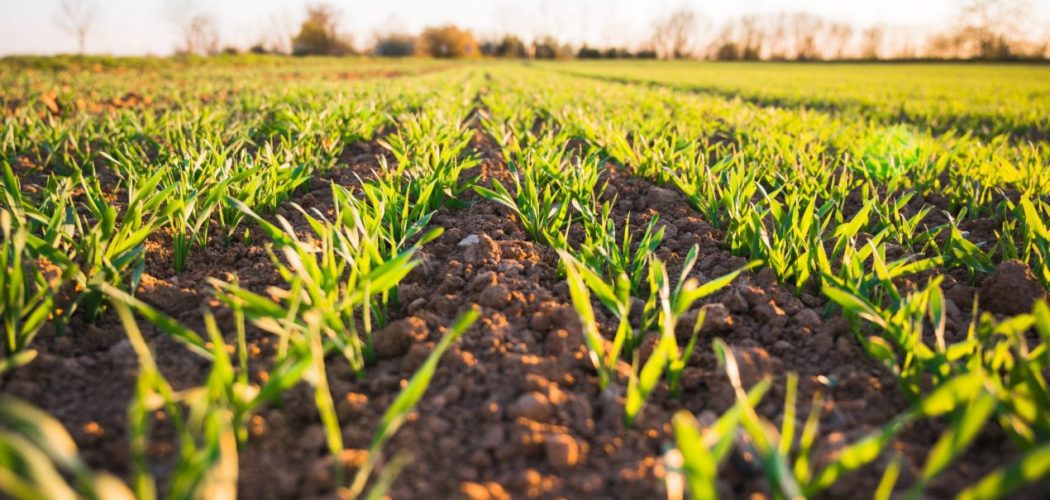 Élections des membres de la chambre d’agriculture 1