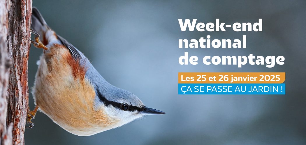 Comptage des oiseaux des jardins 2025 :  participez les 25 et 26 janvier ! 1