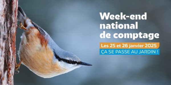 Comptage des oiseaux des jardins 2025 :  participez les 25 et 26 janvier ! 1